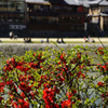 京都(2015) #12