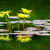 Reflection