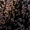 乱舞桜