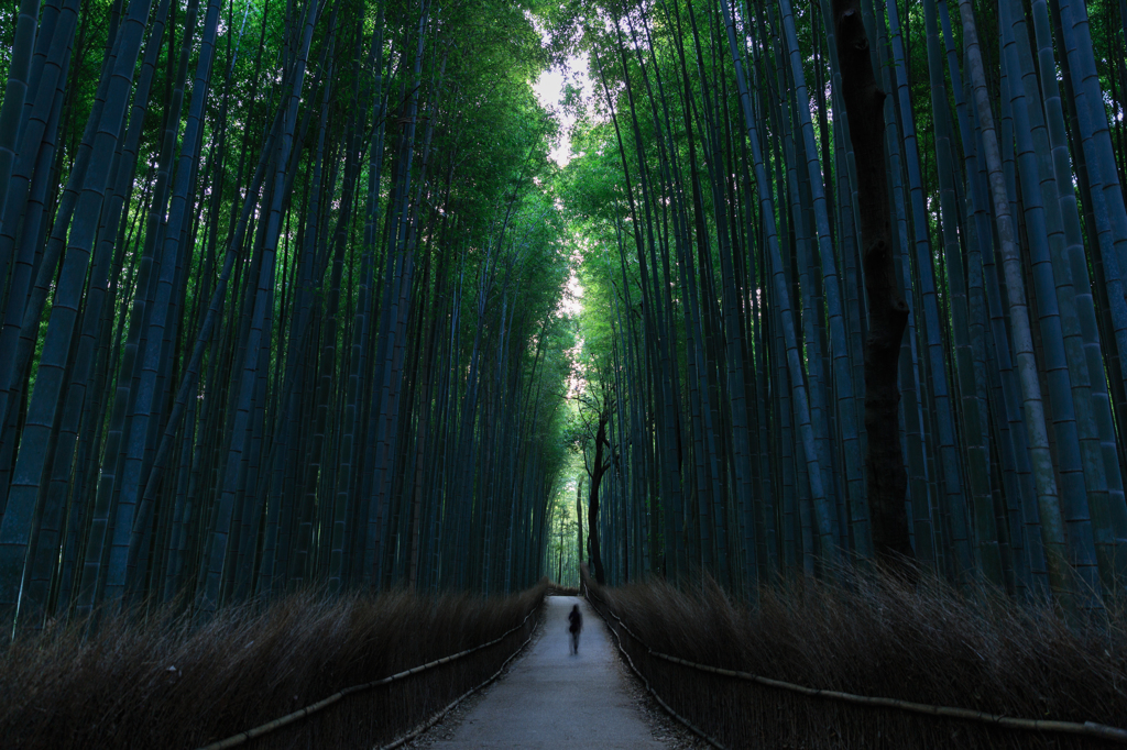 竹林散歩