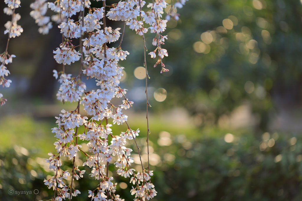 ☆朝光桜