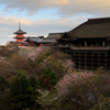 ☆清水桜--京の桜便り03