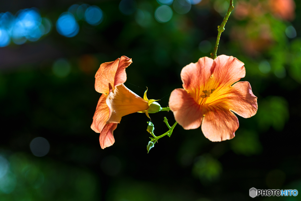 真夏の光花