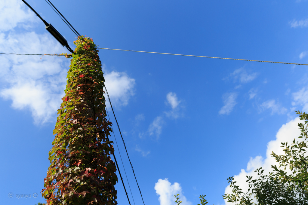 紅葉電柱!?