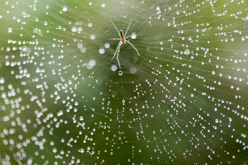 マクロ梅雨