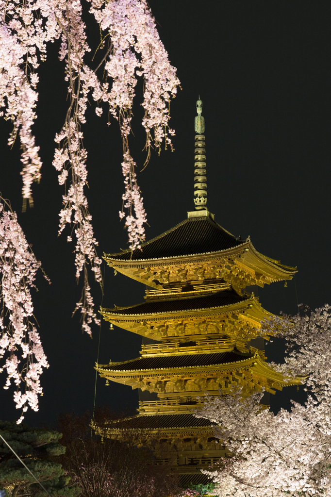 東寺の夜桜