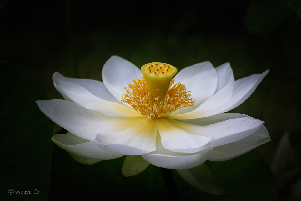 花枯れてなお華になる 