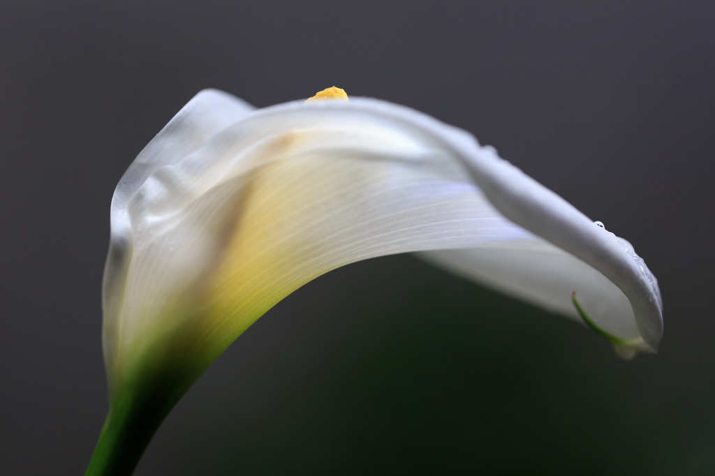 ☆セクシーな花やね