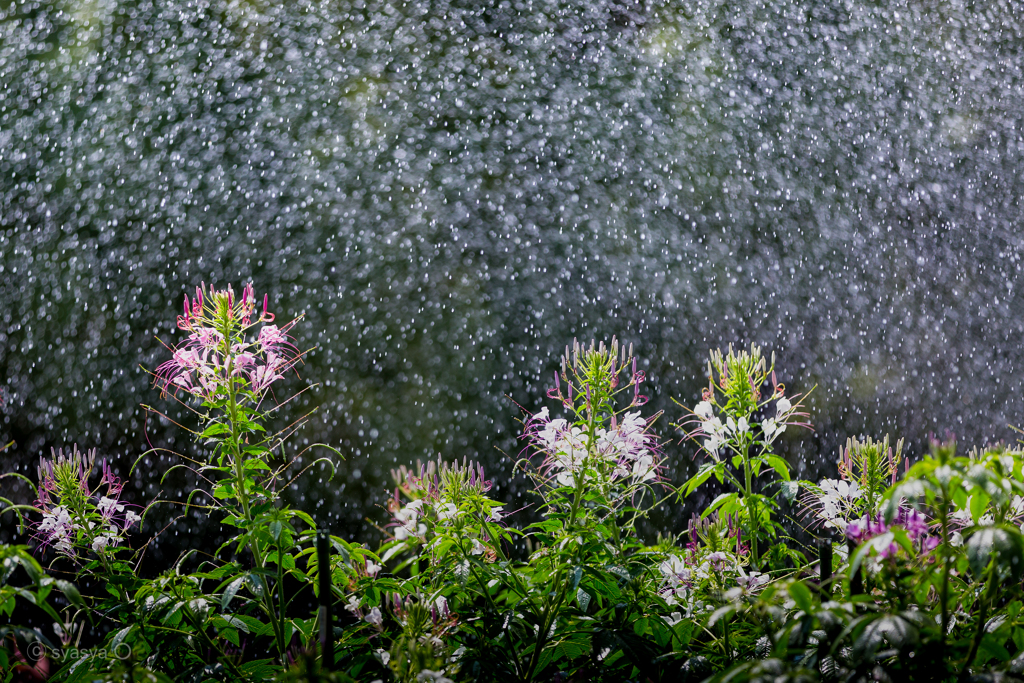 夏雪の華