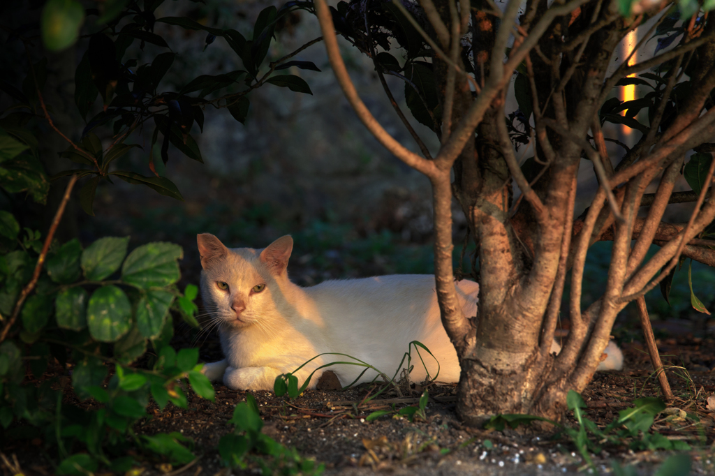 はじめての猫さん