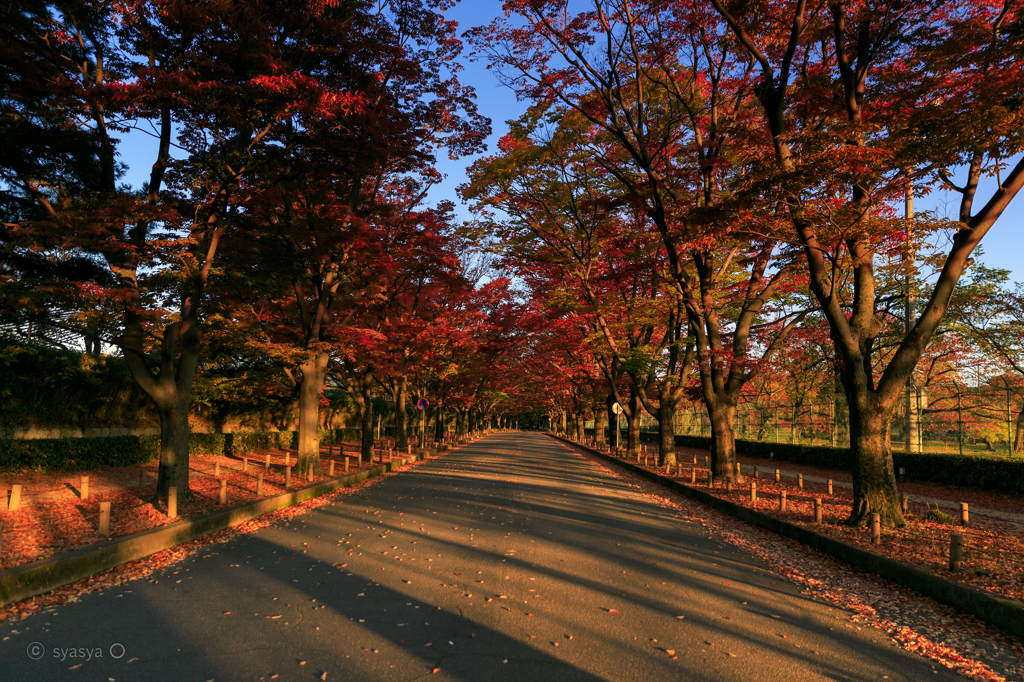 ☆秋の赤い散歩道