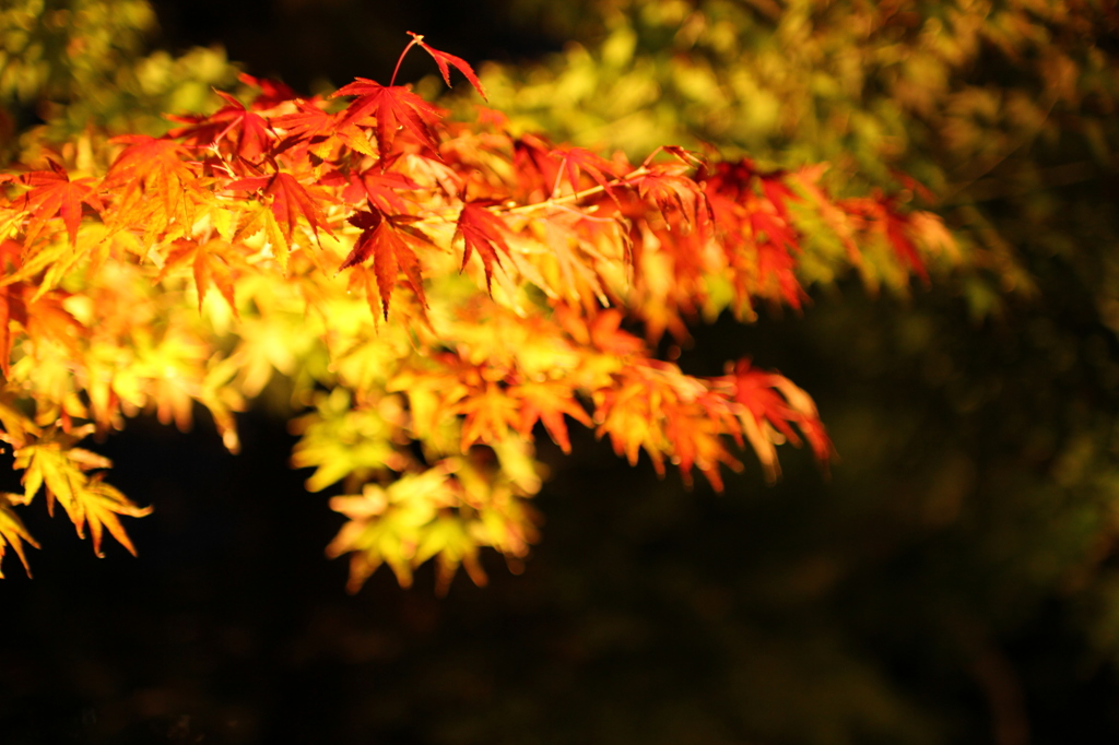 長谷寺紅葉