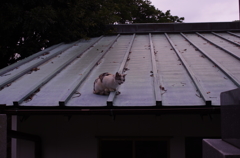 屋根猫