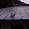 屋根猫