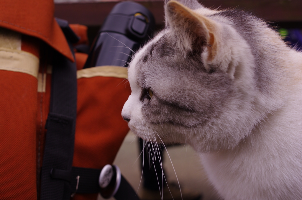 ついてきた猫