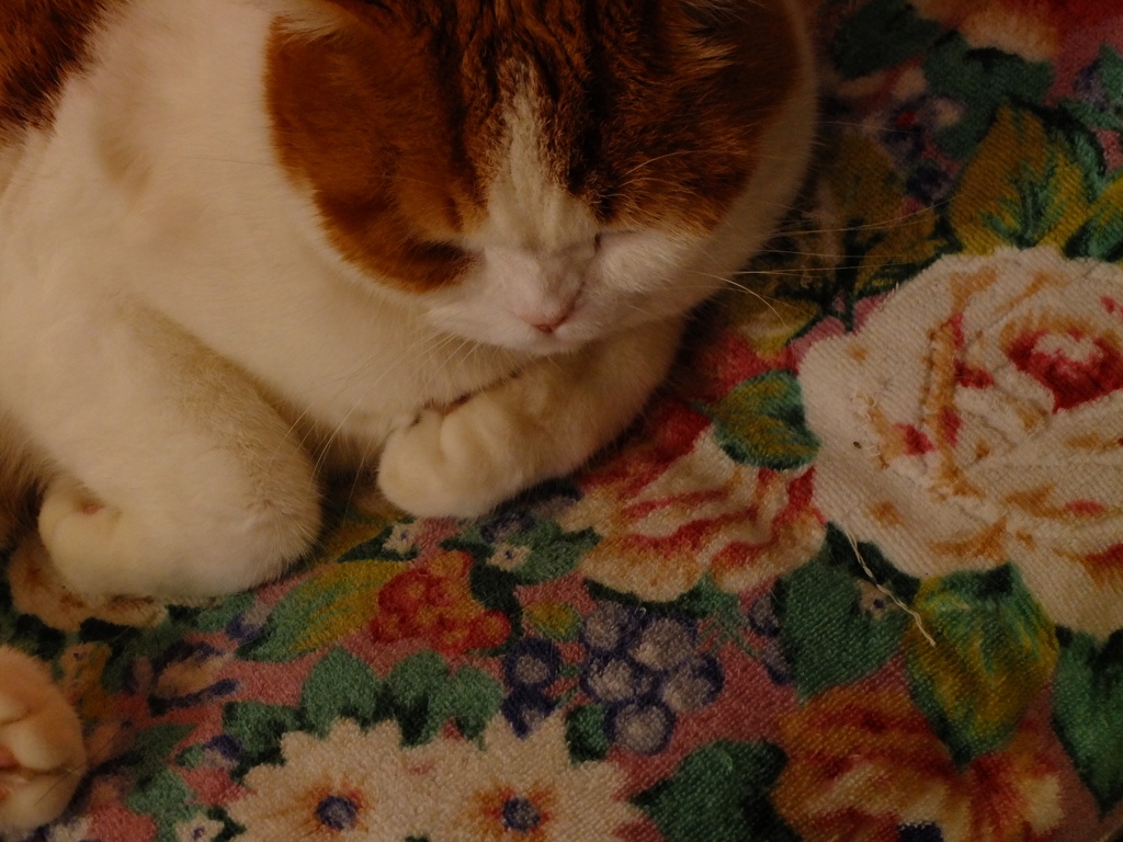 ぼんぞ