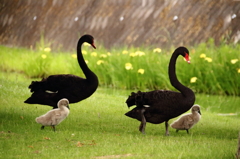 公園デビュー