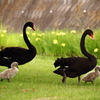 公園デビュー