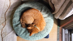 うたたね