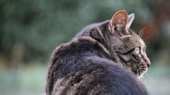 えきねこ