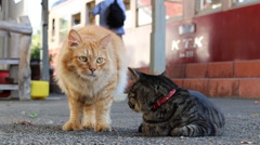 えきねこ