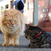 えきねこ