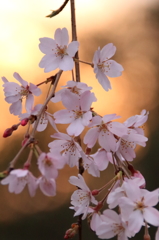 夕桜