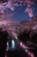 石神井川と夜桜