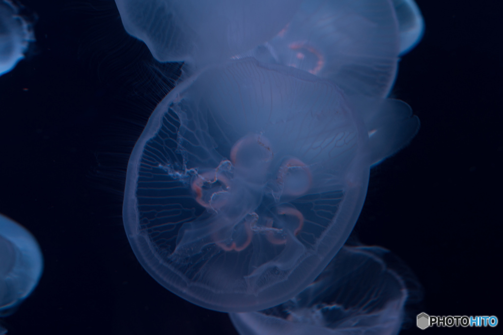 five-star moonjelly