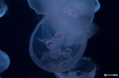 five-star moonjelly