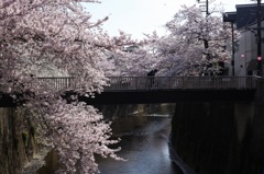 Ride in blossoms