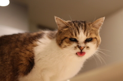 べーだ