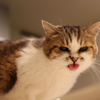 べーだ