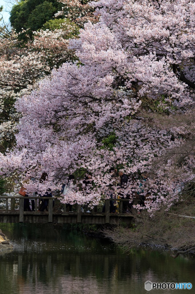 Blossoms