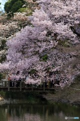 Blossoms