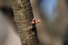 Spring is coming