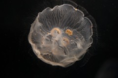 Moon Jelly 