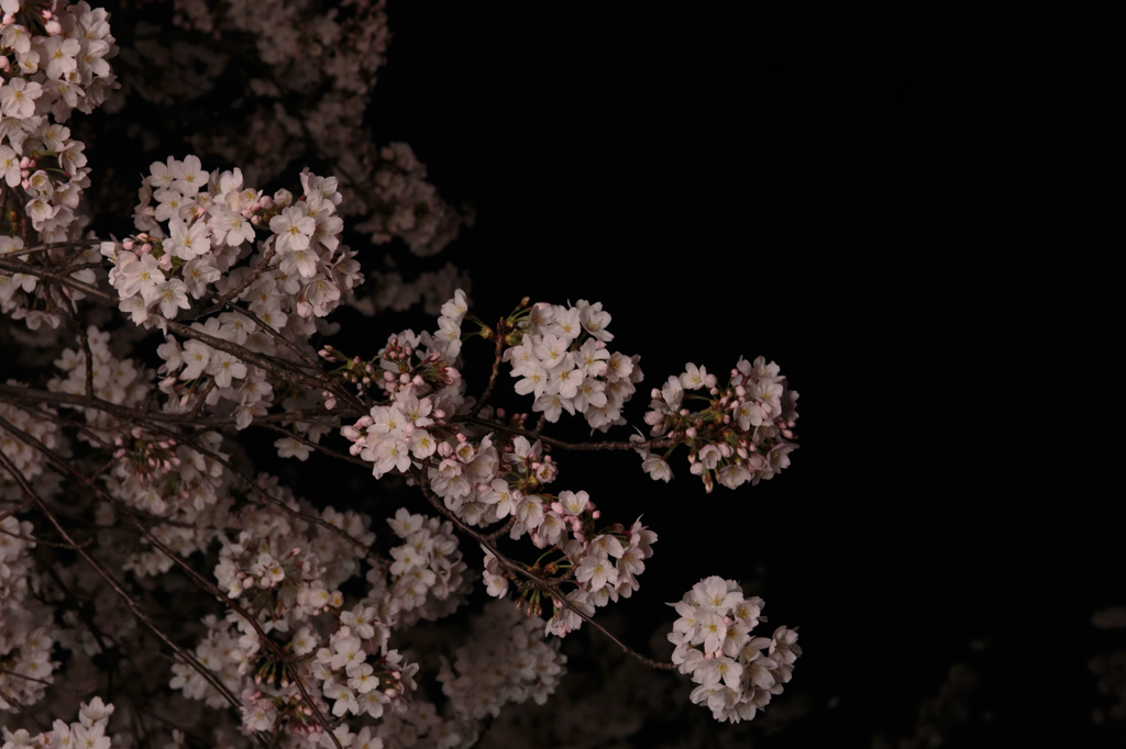 blossom in the night