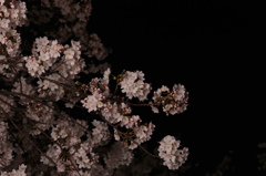 blossom in the night