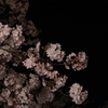 blossom in the night