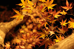 Autumn Leaves