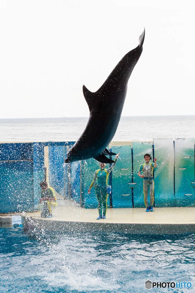 Dolphin's Play