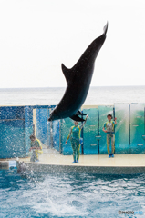Dolphin's Play
