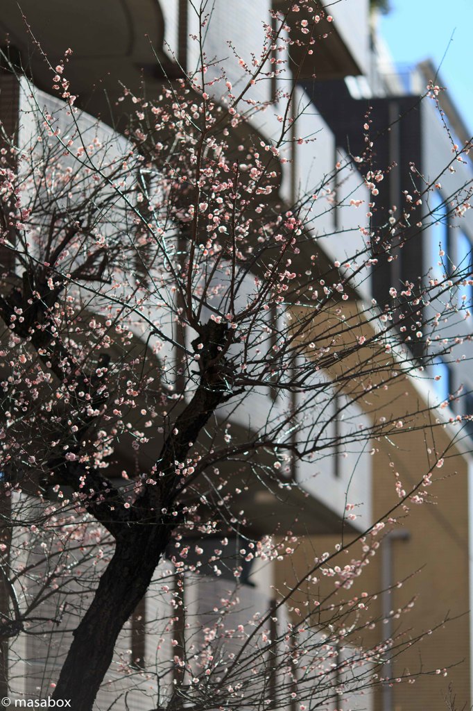Scent Of Spring