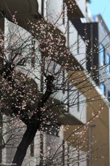 Scent Of Spring