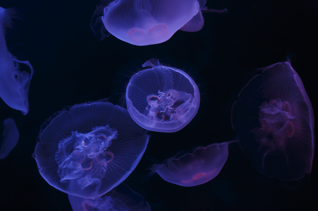 Moon Jelly