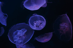 Moon Jelly