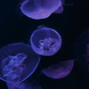 Moon Jelly