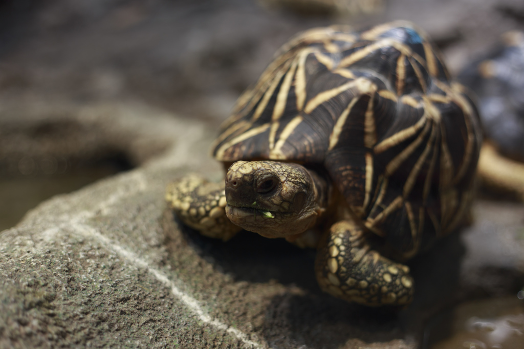 Turtle