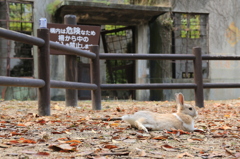 廃墟とうさぎ